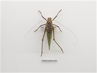 藏品(直翅目(4))的圖片